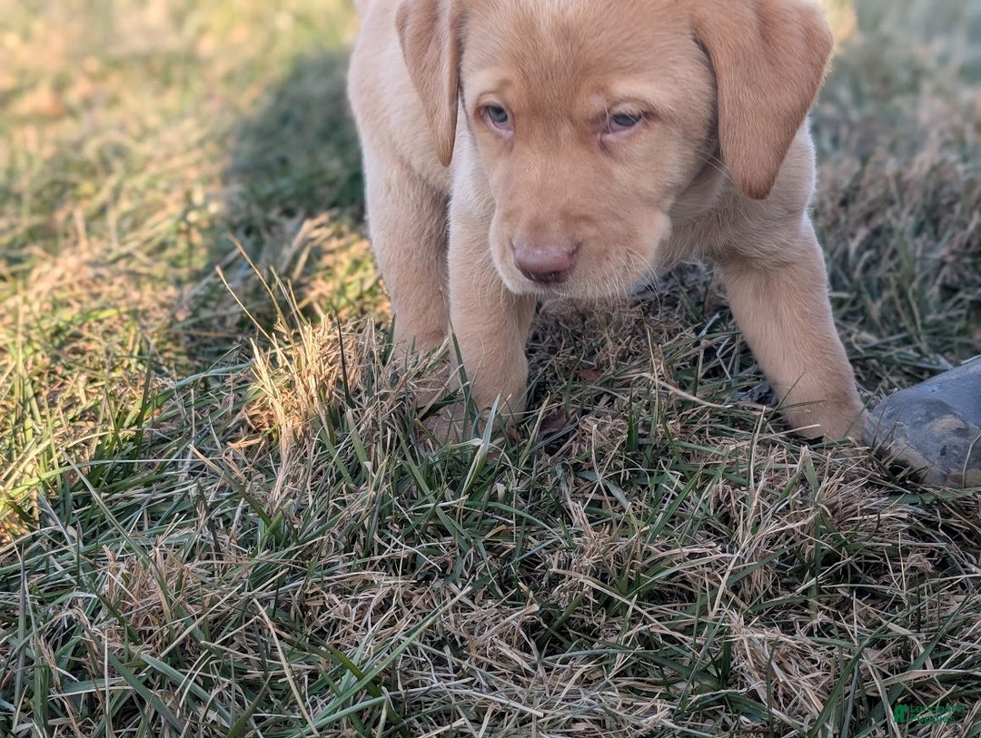 Labrador Retriever dogs for sale: Muffy - Ad 4