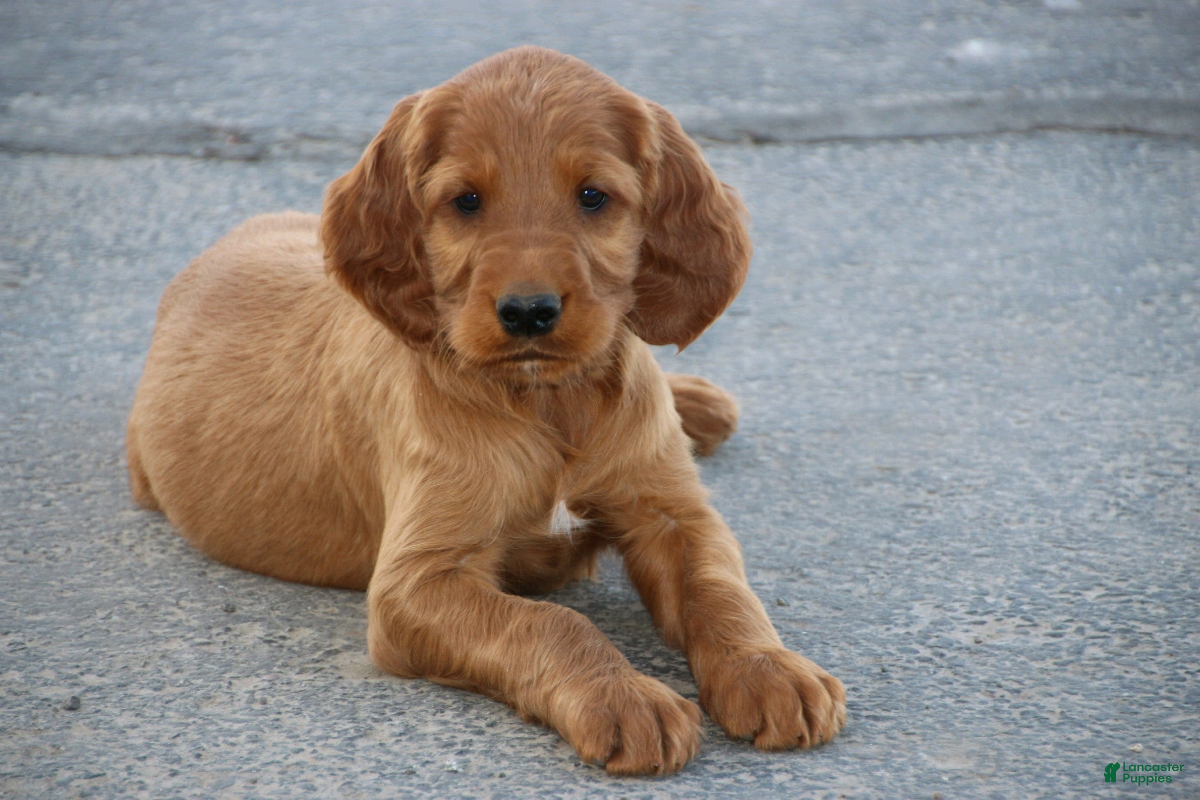 Irish Setter dogs Axel - Ad 1