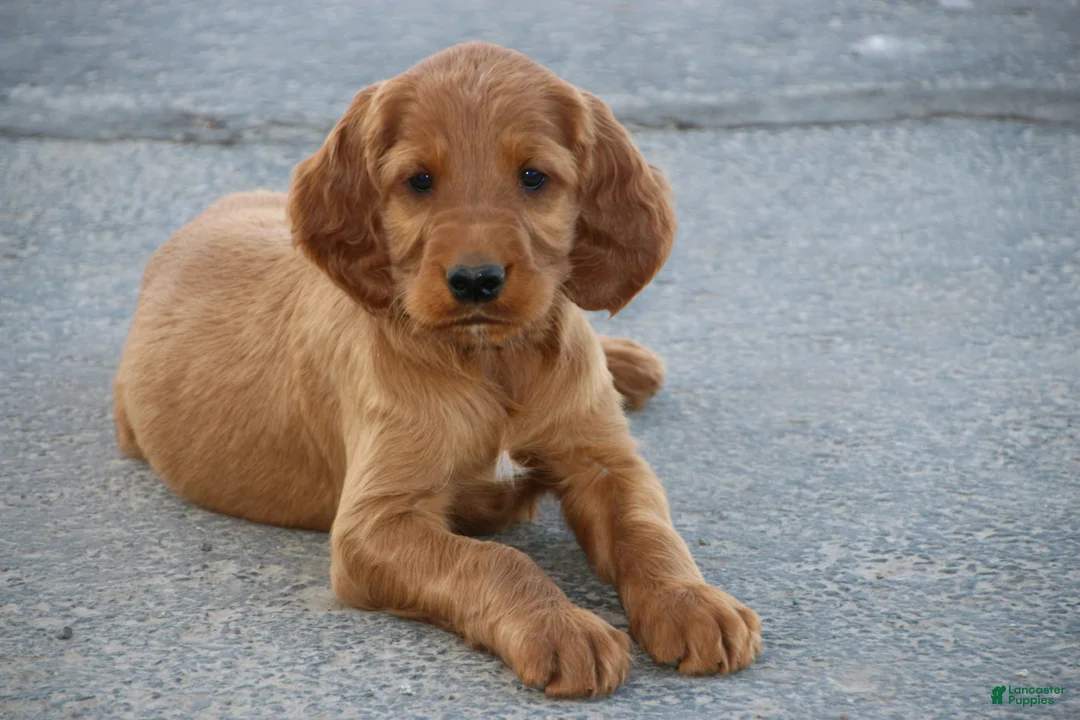 Irish Setter dogs for sale: Axel - Ad 1