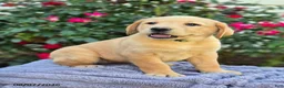 Labrador Retriever dogs for sale: Sandy - Ad 3