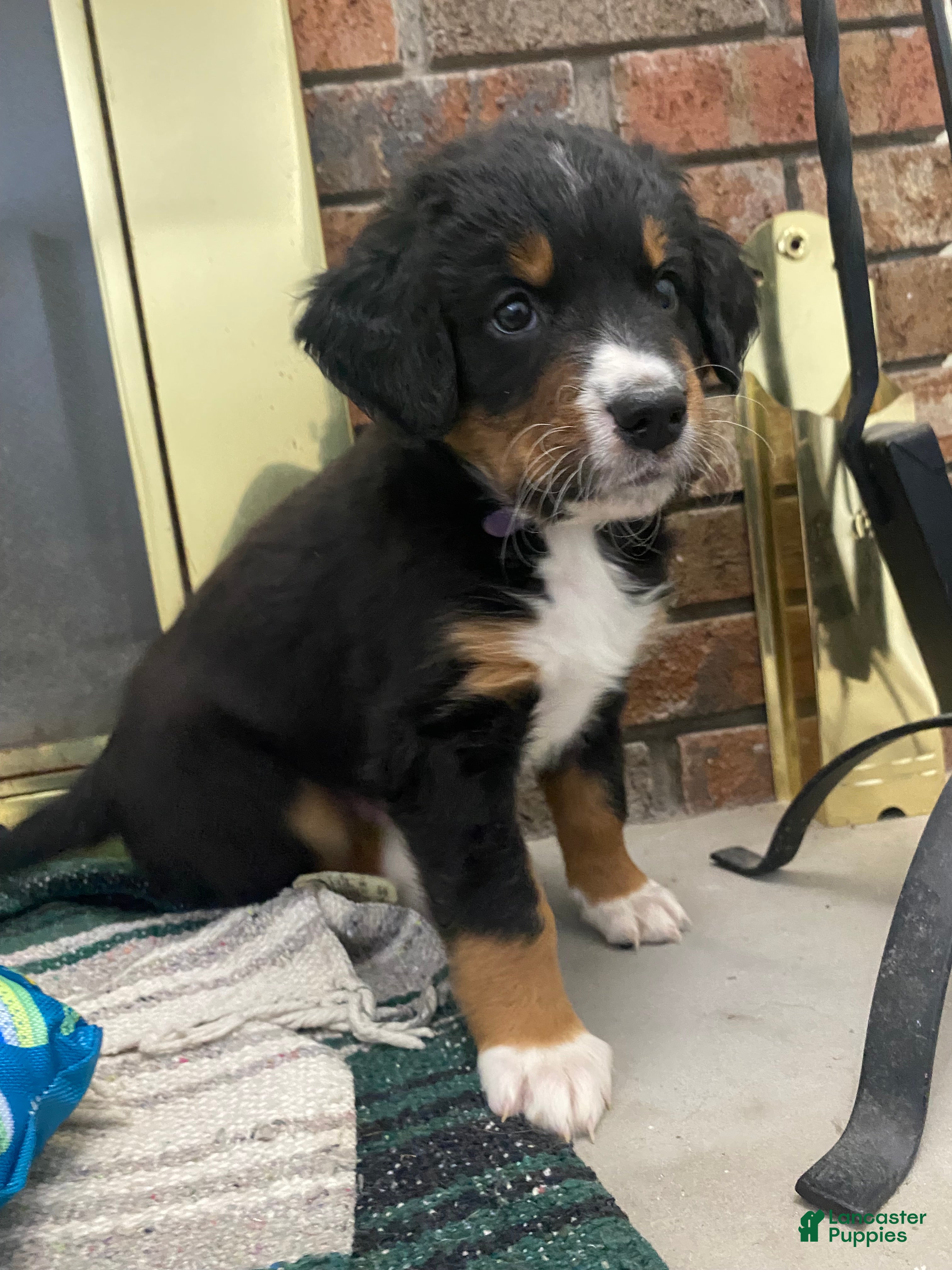 Bernedoodle dogs Bernedoodle Puppy 1 - Ad 41