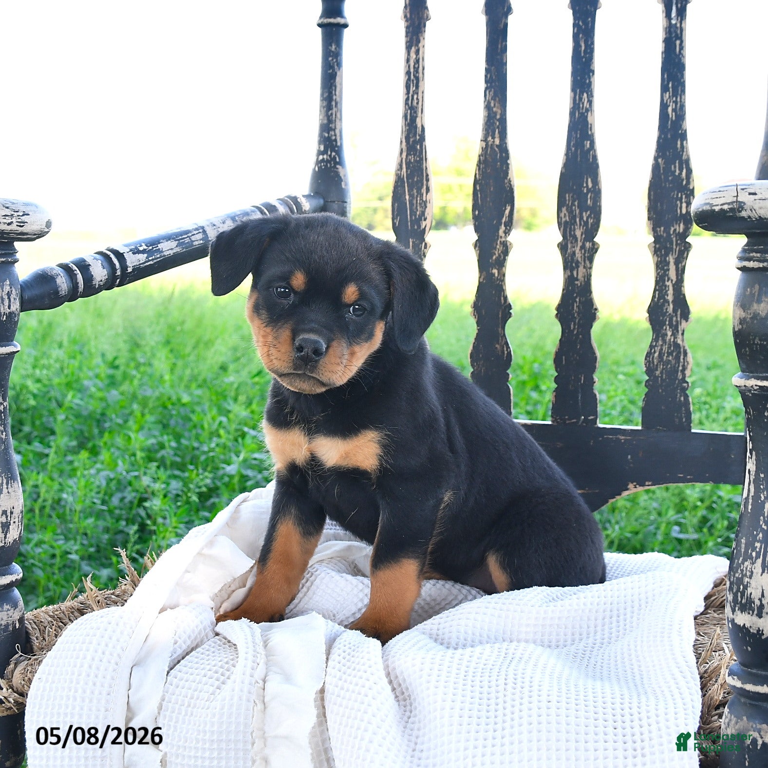 Rottweiler dogs Roxy - Ad 1