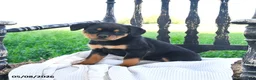 Rottweiler dogs for sale: Roxy - Ad 1