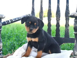 Rottweiler dogs for sale: Roxy - Ad 2