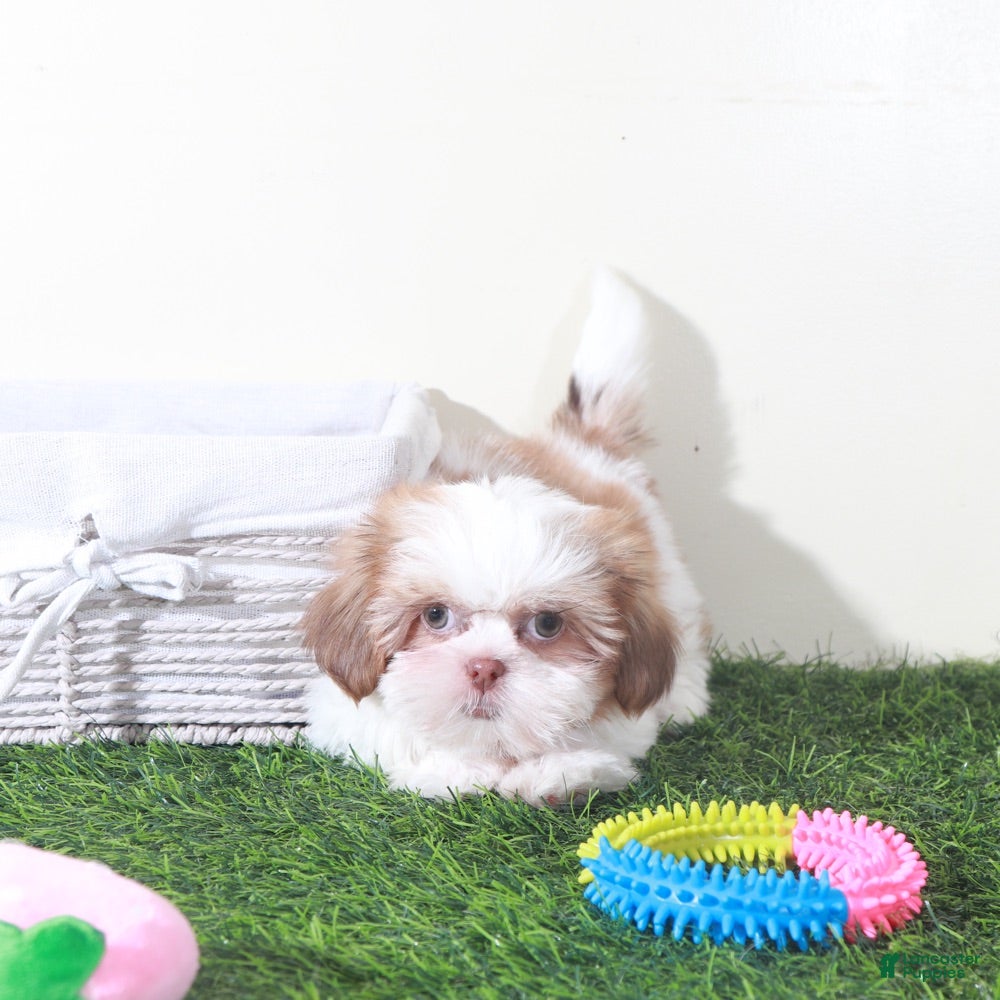 Shih Tzu dogs Millie-Sweet Female Shih-tzu Puppy - Ad 1