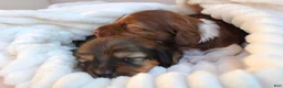 Miniature Dachshund dogs for sale: Betsy - Ad 5
