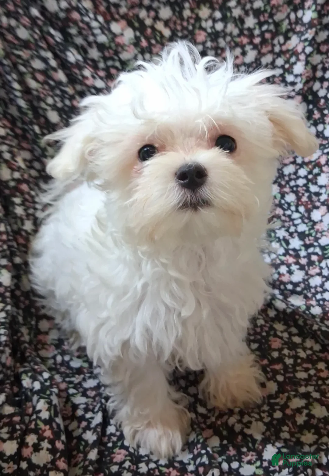 Maltese dogs for sale: Abel - Ad 3