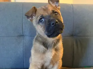 Mixed Breed dogs Mixed Breed Puppy 1 - Ad 38