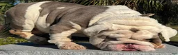English Bulldog dogs for stud: Huncho (stud service)  - Ad 6