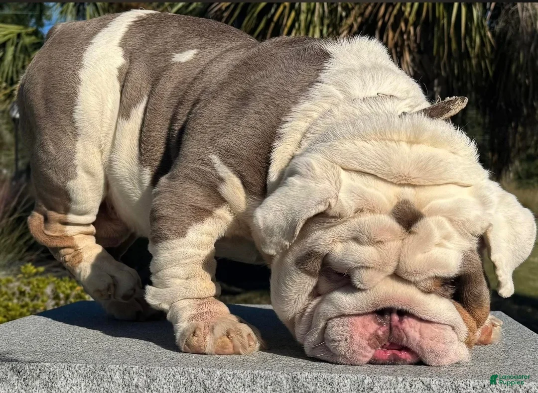 English Bulldog dogs for stud: Huncho (stud service)  - Ad 6