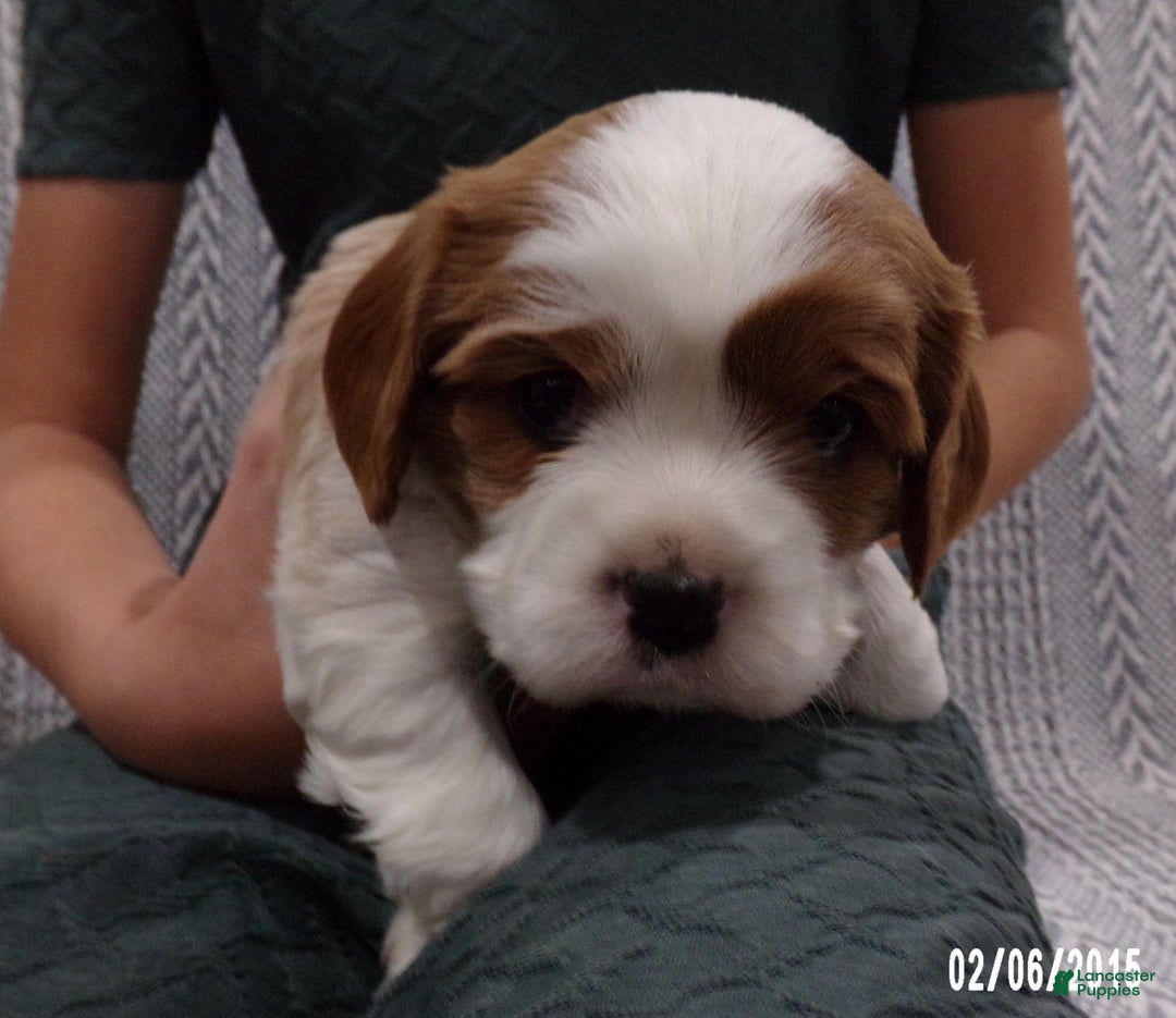 Cavalier King Charles Spaniel dogs for sale: Cavalier King Charles Spaniel Puppy 2 - Ad 12