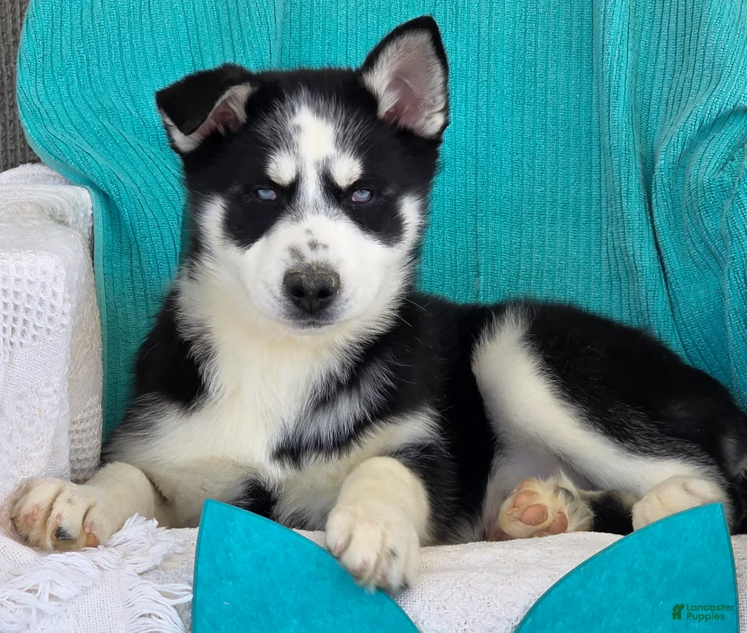 Siberian Husky dogs for sale: Kenton - Ad 1