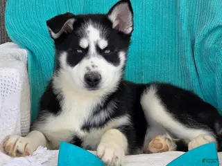 Siberian Husky dogs for sale: Kenton - Ad 4