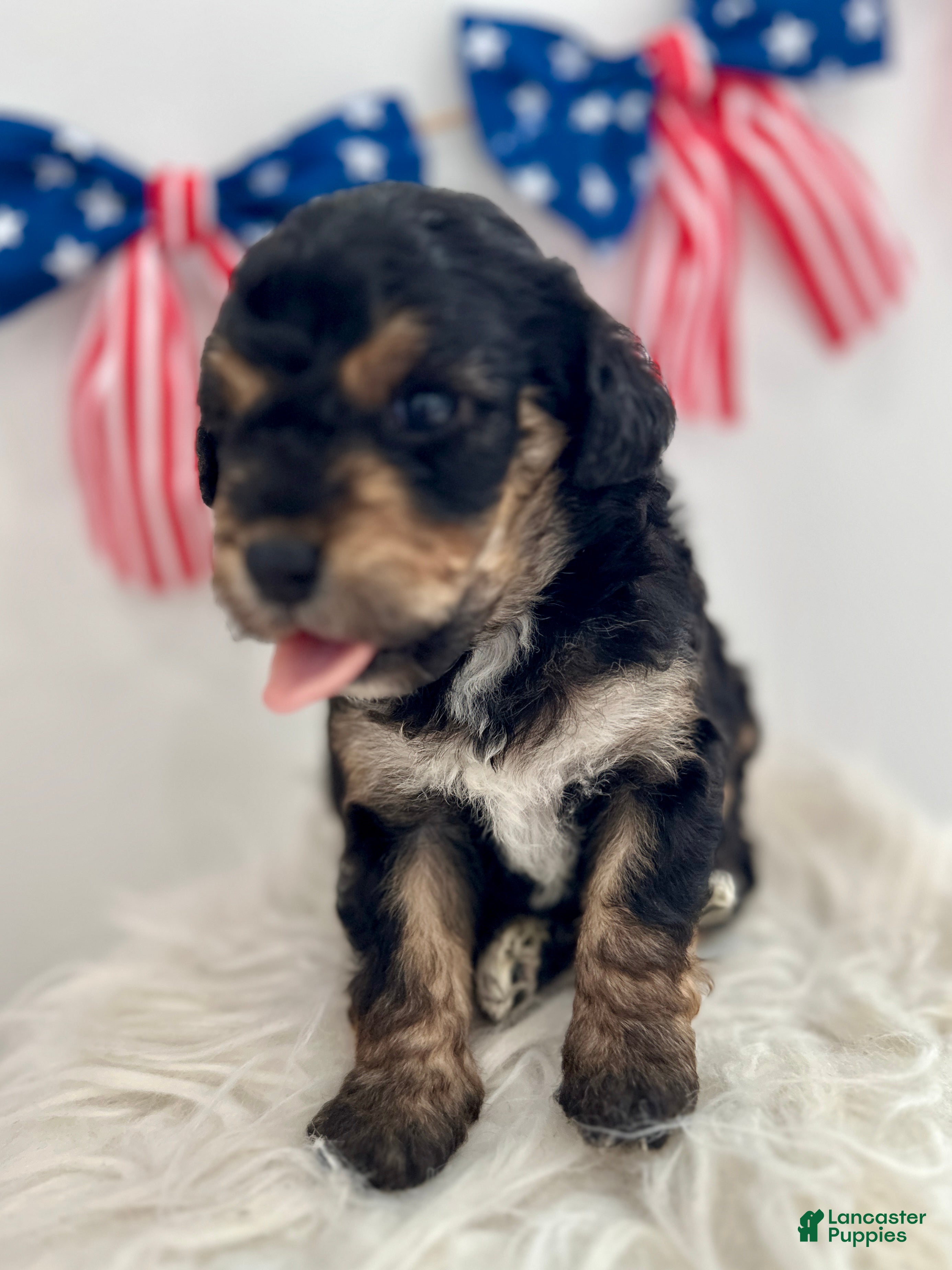 Mini Aussiedoodle dogs Mini Aussiedoodle Puppy 7 - Ad 2