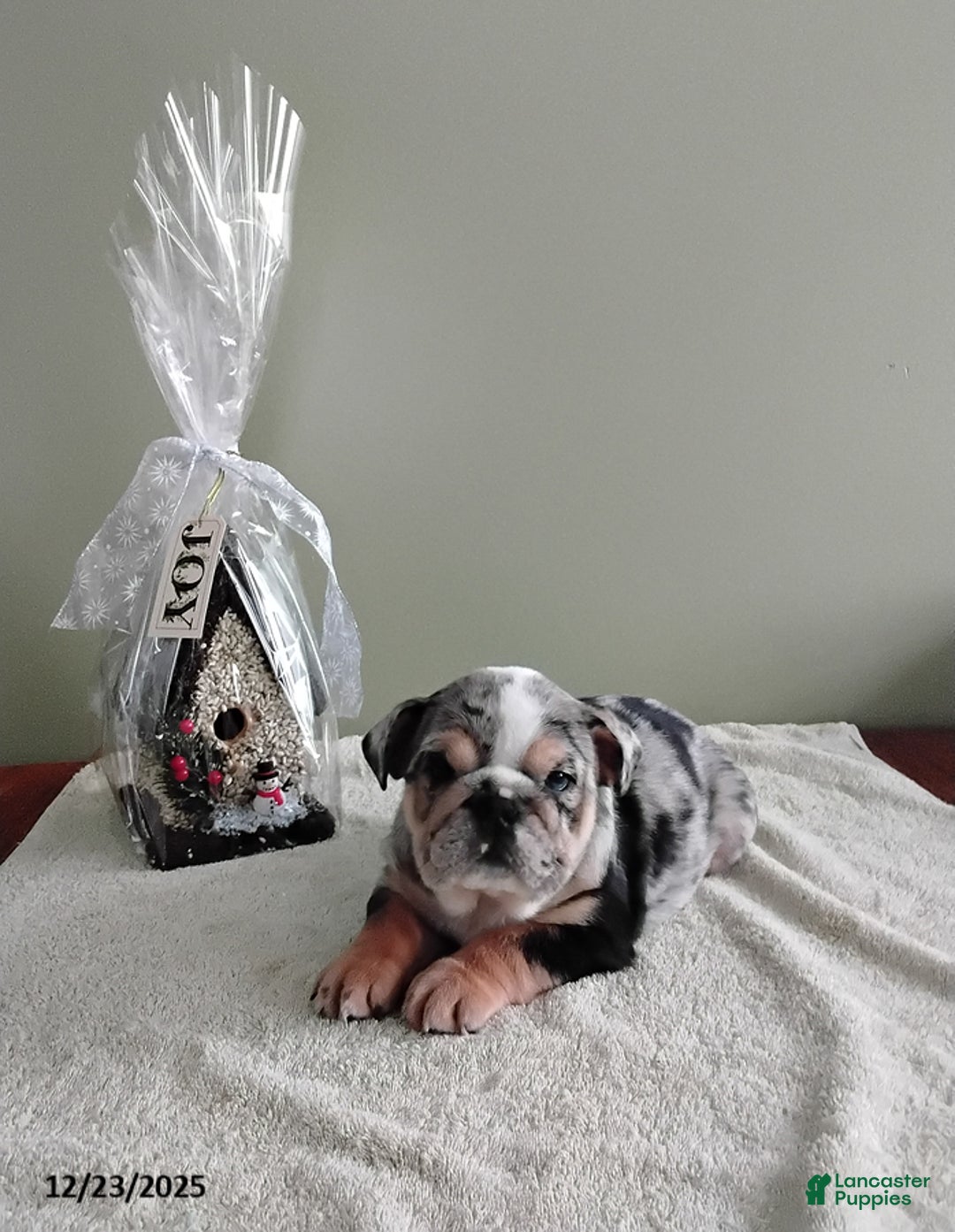 English Bulldog dogs for sale: Samantha - Ad 2