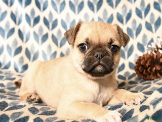 Pug dogs for sale: Cadillac - Ad 1