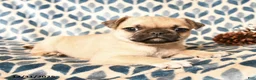 Pug dogs for sale: Cadillac - Ad 1