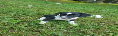 Miniature Australian Shepherd 3