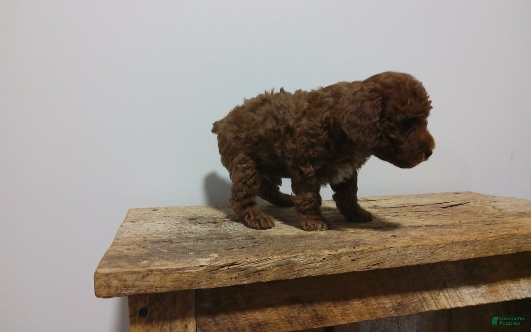 Miniature Poodle dogs for sale: Miniature Poodle Puppy 1 - Ad 4