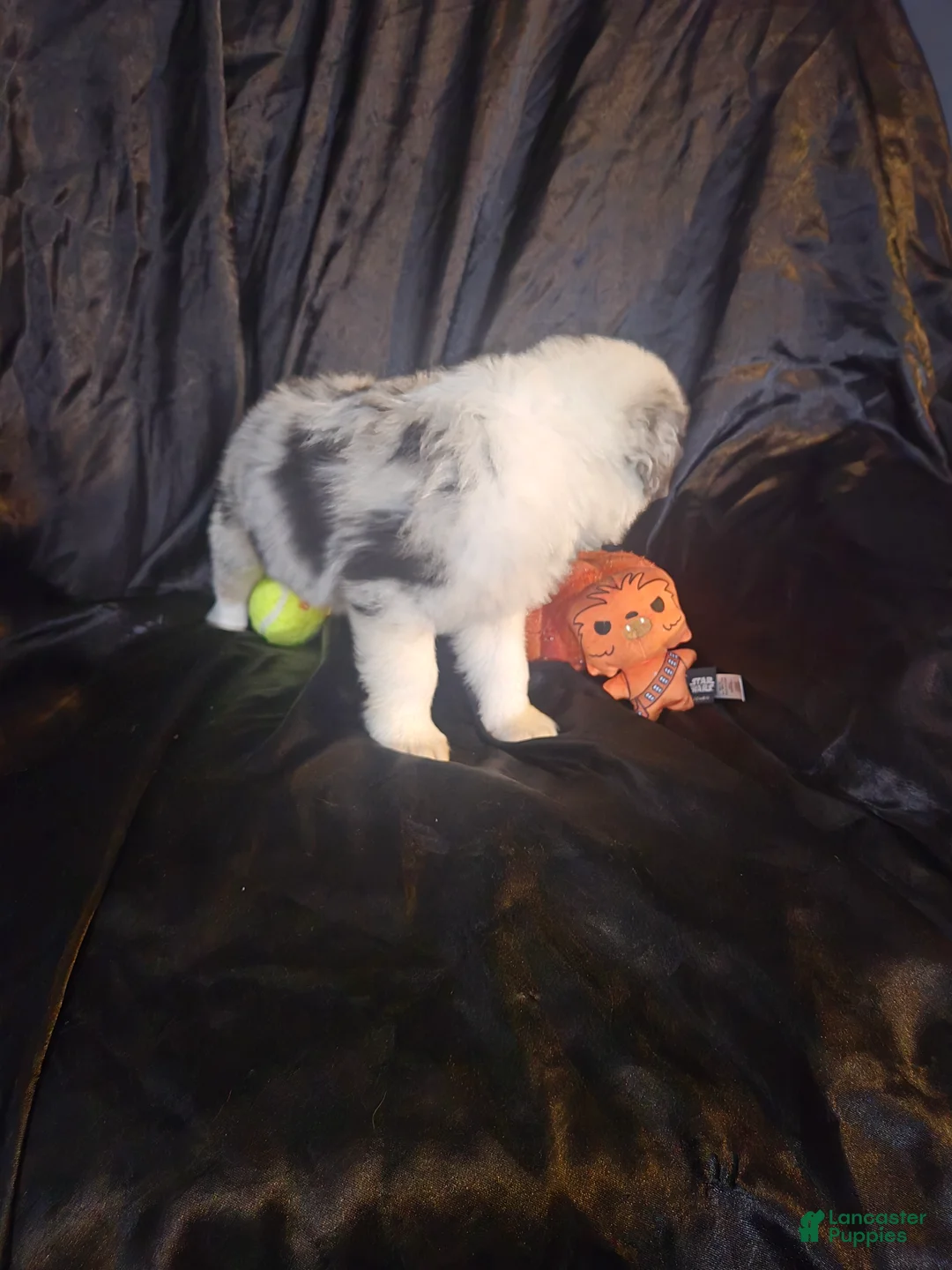 Australian Shepherd dogs for sale: "Dagger" blue merle with brown (blue eyes) - Ad 2