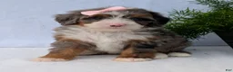 Mini Bernedoodle dogs for sale: Mini Daisy  - Ad 15