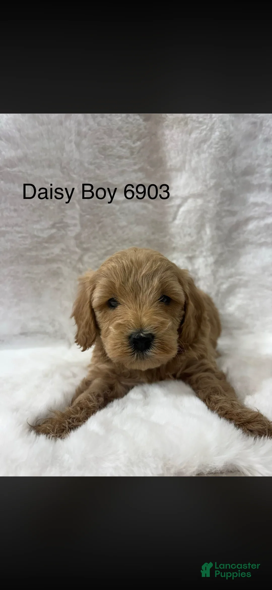 Mini Goldendoodle dogs for sale: Mini Goldendoodle Puppy 3 - Ad 1