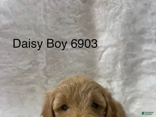 Mini Goldendoodle dogs Mini Goldendoodle Puppy 3 - Ad 3