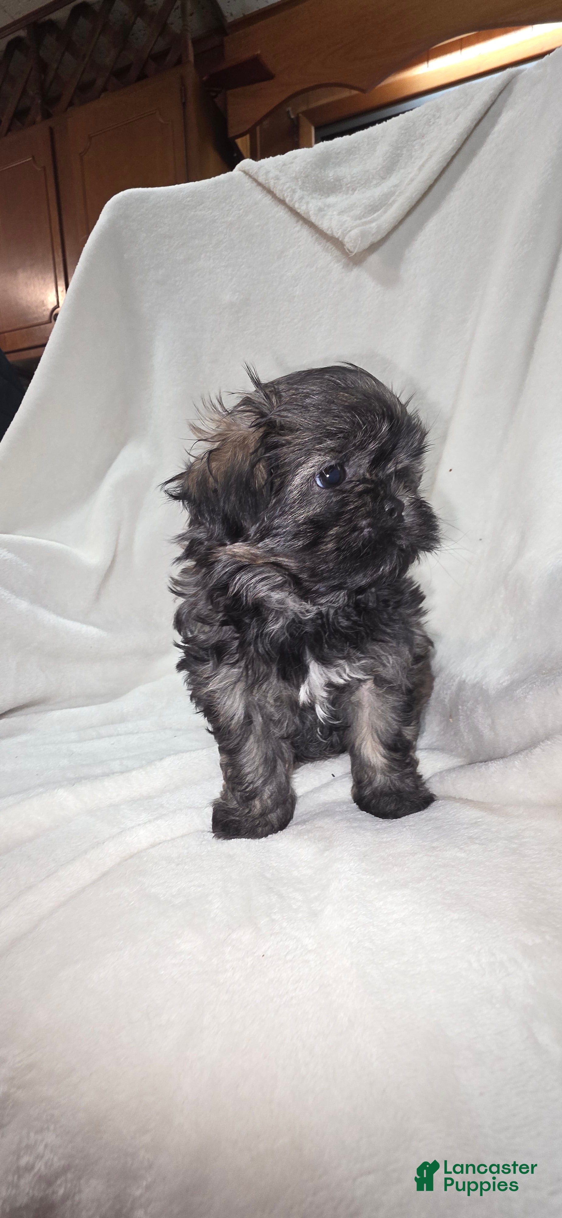 Malshi dogs Brindle - Ad 4