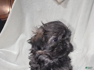 Malshi dogs Brindle - Ad 4