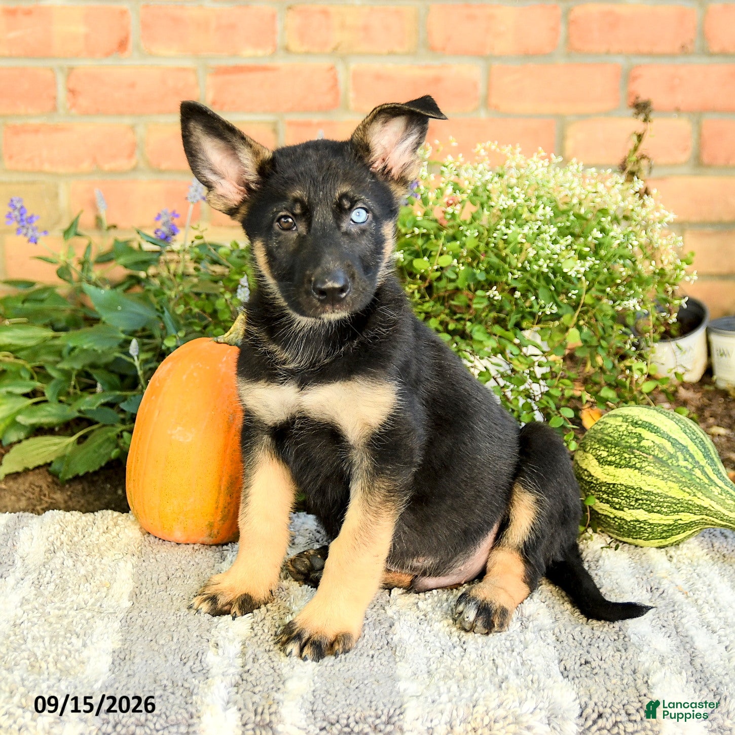 Gerberian Shepsky dogs for sale: Theo - Ad 2