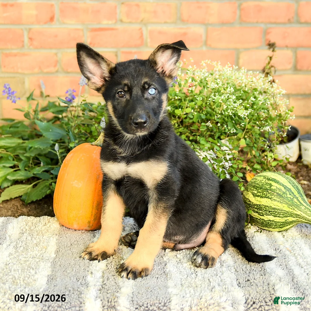 Gerberian Shepsky dogs for sale: Theo - Ad 1