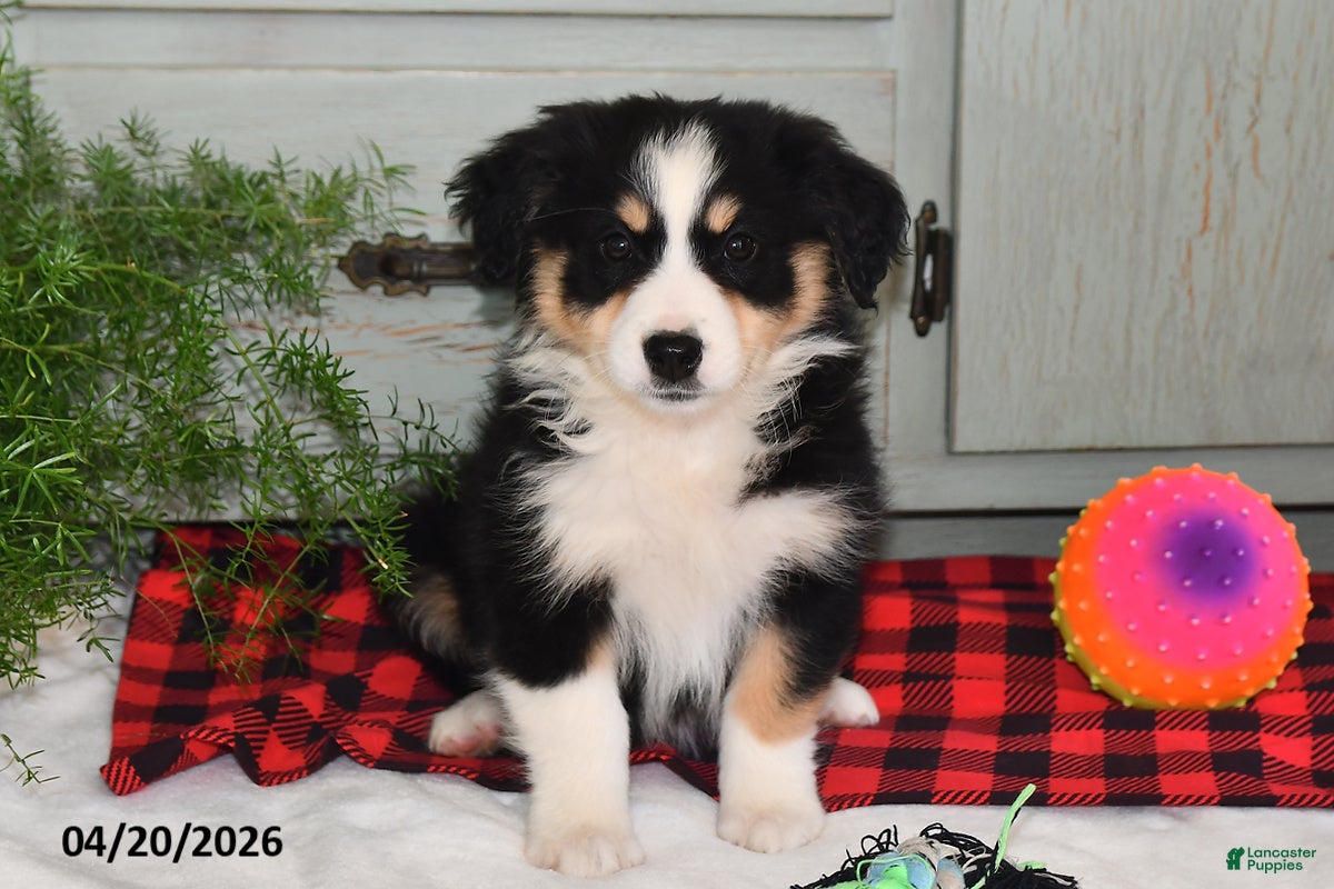 Australian Shepherd dogs Bella   - Ad 2