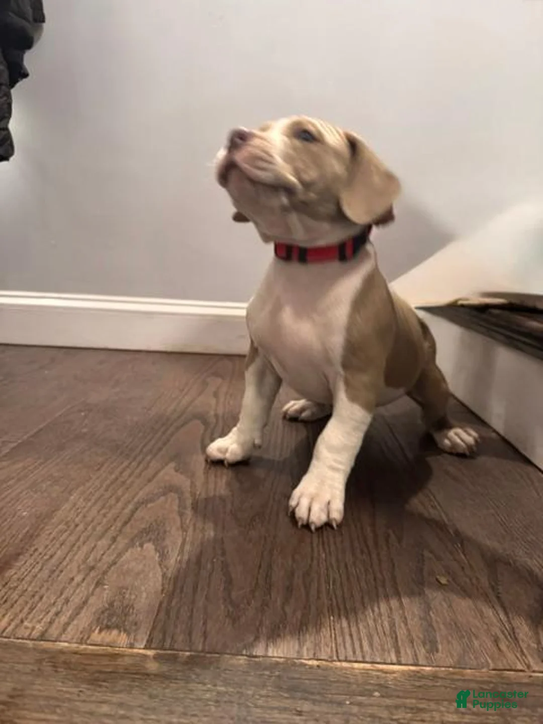 American Bully dogs for sale: Red - Ad 2