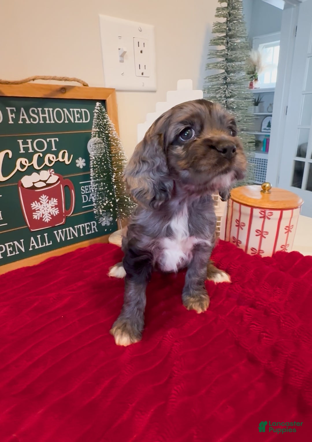 Cocker Spaniel dogs for sale: Maggie - Ad 2