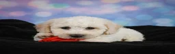 Bichon Frise dogs for sale: Jeff - Ad 7