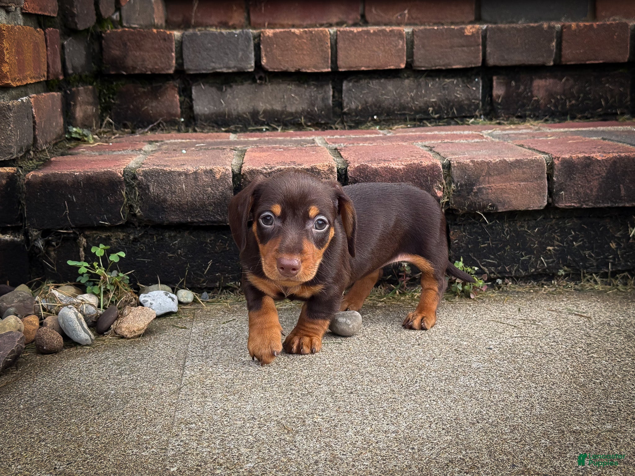 Miniature Dachshund dogs Lucy - Ad 2