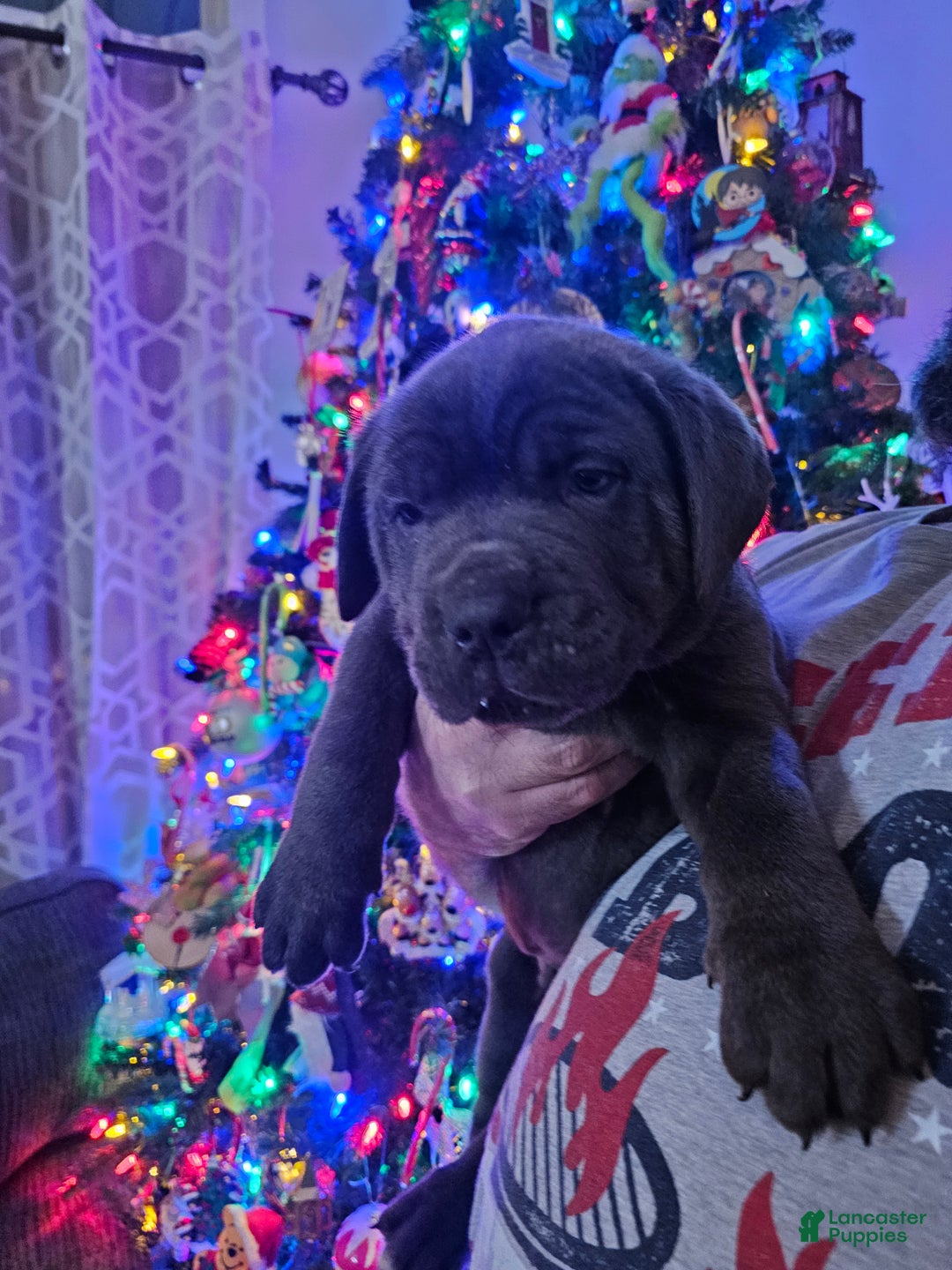 Cane Corso dogs for sale: Loki - Ad 1