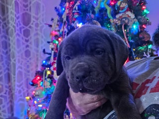 Cane Corso dogs Loki - Ad 9