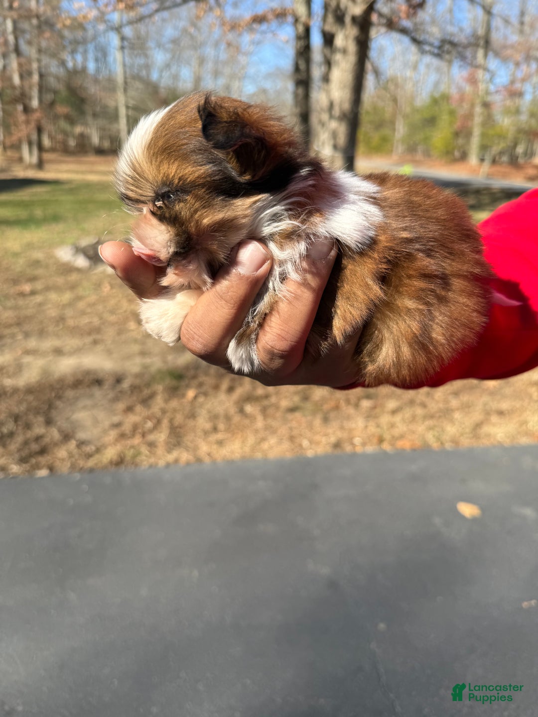 Shihpoo dogs for sale: Shihpoo Puppy 1 - Ad 3