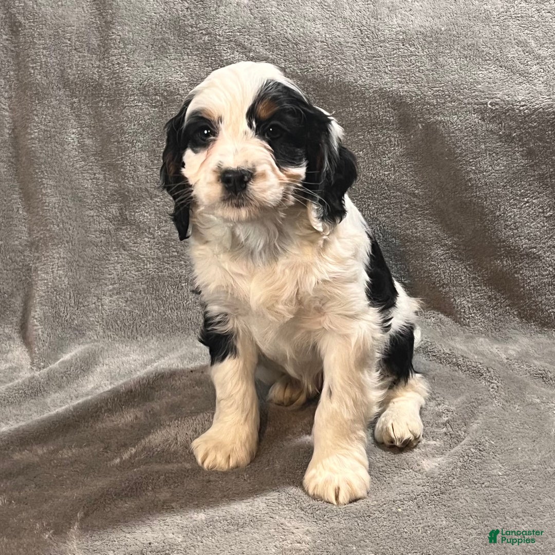 Bernedoodle dogs for sale: Gus - Ad 2