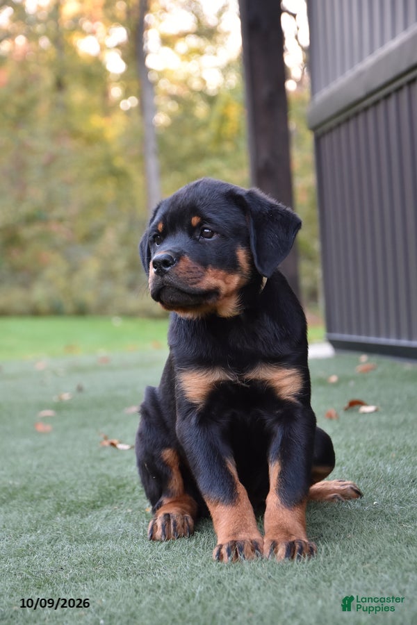 Rottweiler dogs Zola - Ad 2