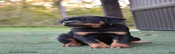 Rottweiler dogs for sale: Zola - Ad 2