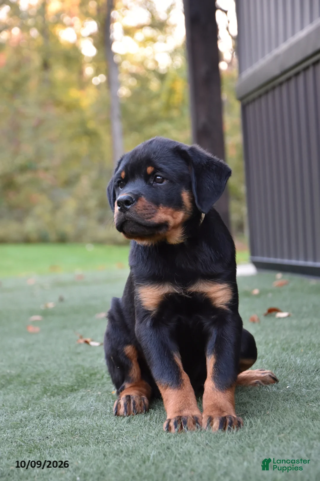 Rottweiler dogs for sale: Zola - Ad 2