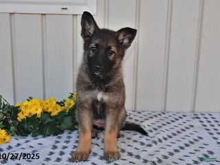 German Shepherd dogs - Ad 39