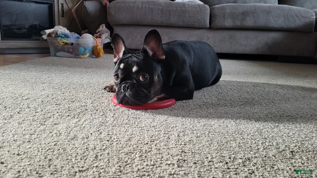 French Bulldog dogs for sale: French Bulldog Puppy 2 - Ad 2