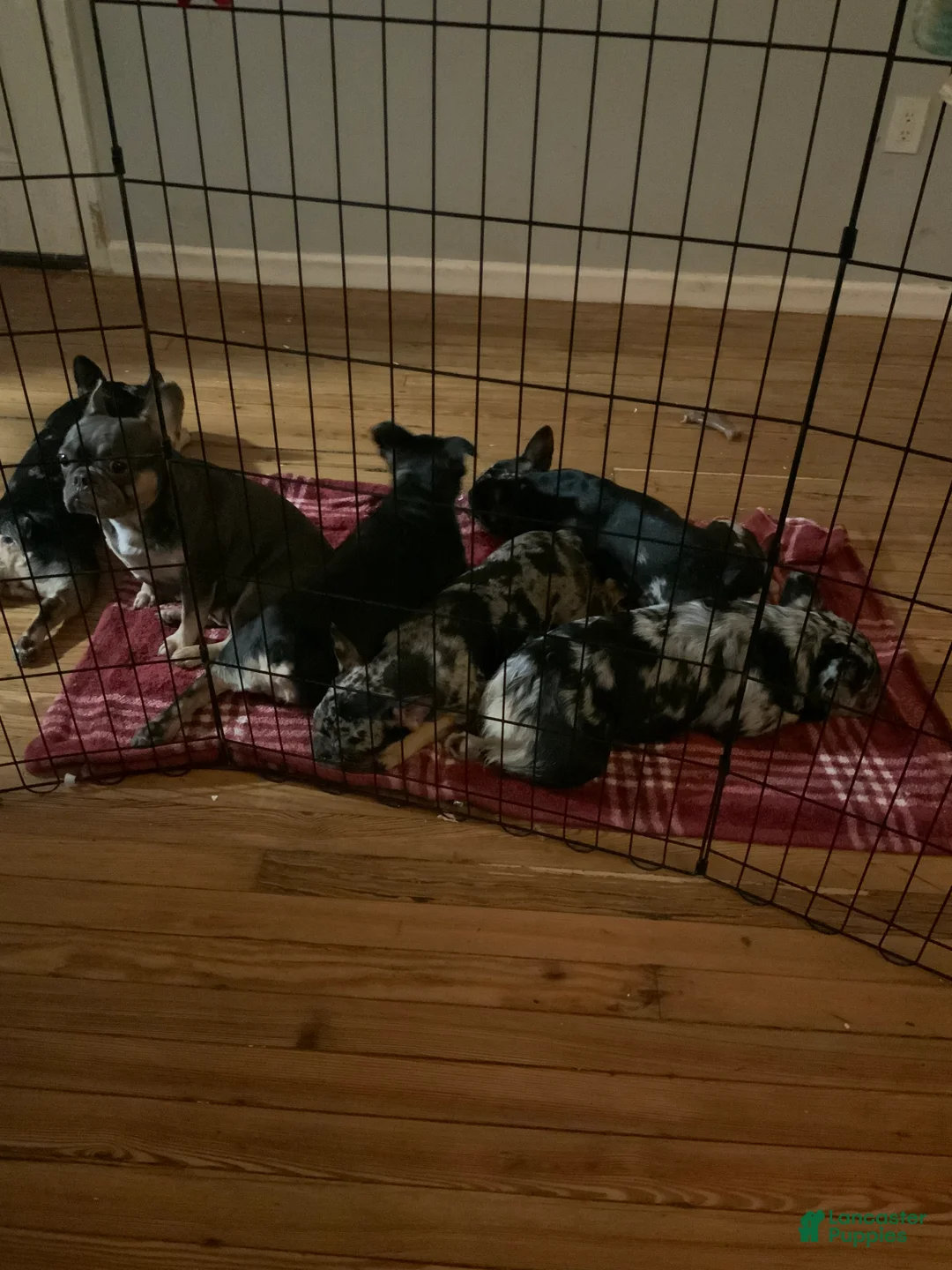 Gallery Image {{count}}