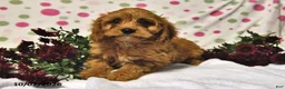 Cavapoo dogs for sale: Pecan - Ad 3
