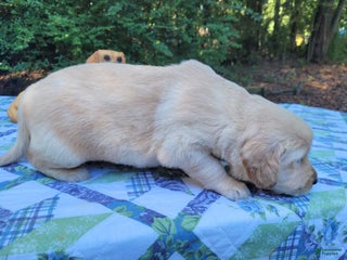 Golden Retriever dogs - Ad 6