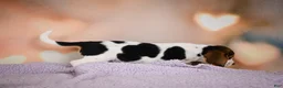 Beagle dogs for sale: OPAL - Ad 15