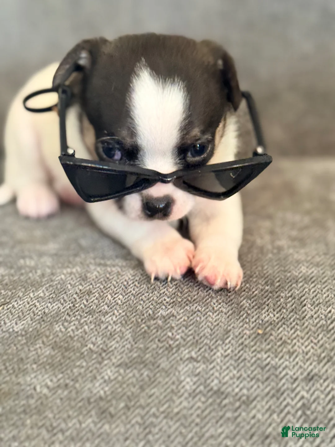 Chihuahua dogs for sale: Cole - Ad 1